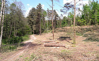 Czy wycinka lasu nad jeziorem Podkówka jest legalna?